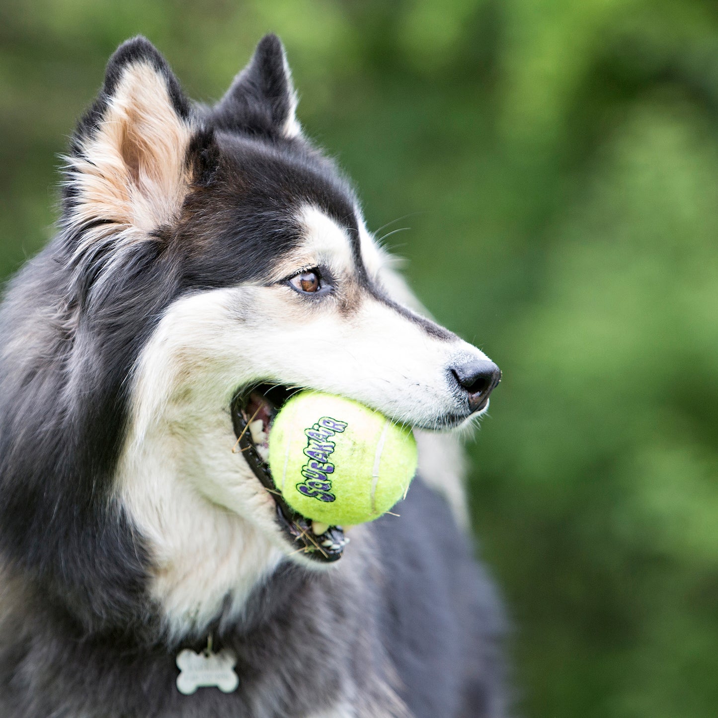 Tennis Balls | High Quality Squeaky Toys by KONG