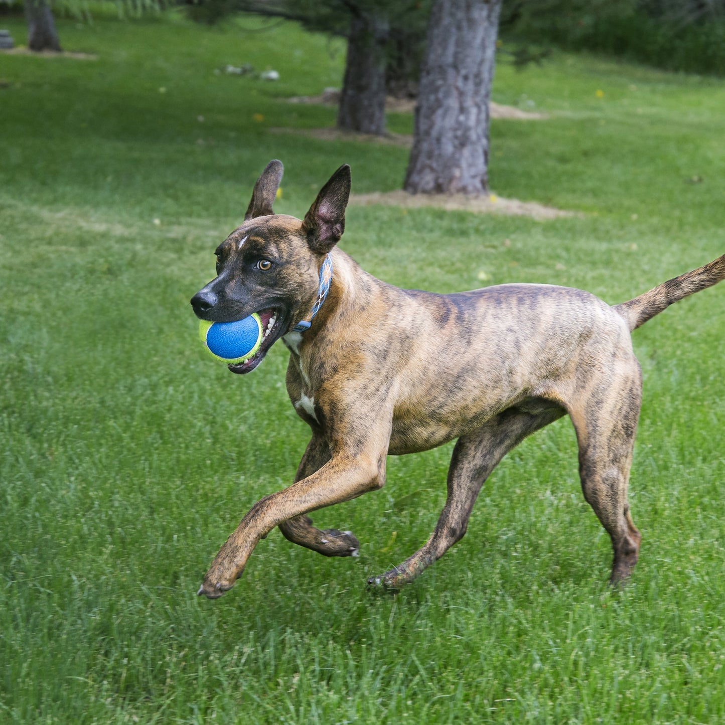 Tennis Balls | High Quality Squeaky Toys by KONG